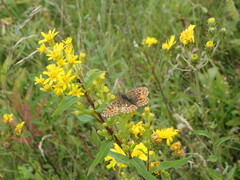 Boloria selene