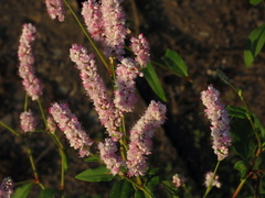 Persicaria bicornis