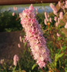Persicaria bicornis