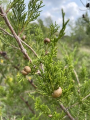 Juniperus virginiana