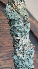 Punctelia jeckeri