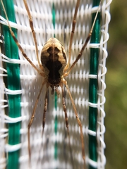 Mitopus