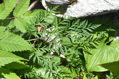 Conioselinum gmelinii