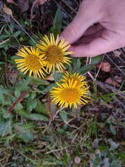 Pentanema britannica