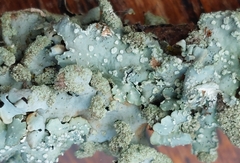 Punctelia jeckeri