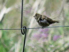 Sporophila