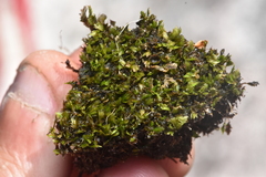 Fissidens taxifolius
