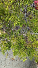 Picea sitchensis