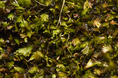 Fissidens taxifolius