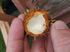 Aesculus hippocastanum