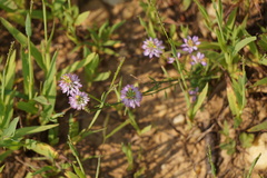 Polygala curtissii