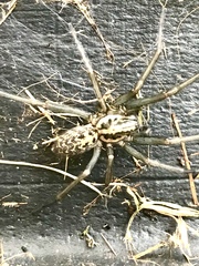 Eratigena duellica