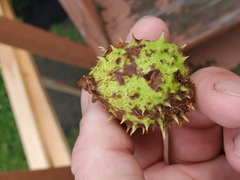 Aesculus hippocastanum