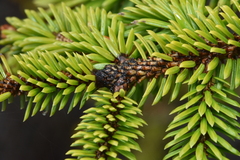 Picea sitchensis