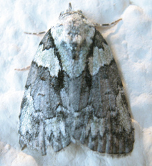 Bleninina