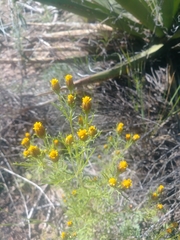 Dyssodia papposa