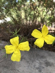 Oenothera berlandieri