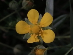 Potentilla