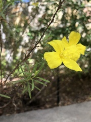 Oenothera berlandieri