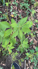 Sanicula canadensis