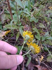 Pentanema britannica