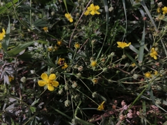 Potentilla