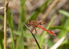 Arrenurus