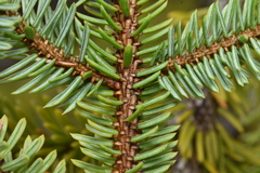 Picea sitchensis