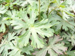 Geraniaceae