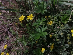 Potentilla