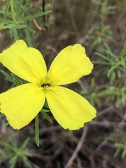 Oenothera berlandieri
