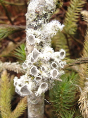 Heterodermia comosa