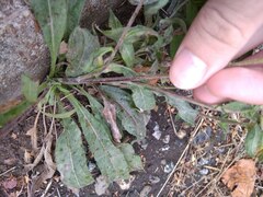 Pentanema britannica