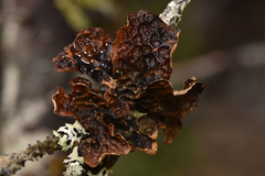 Lobaria anthraspis