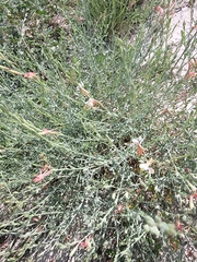 Oenothera suffrutescens