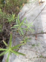 Oenothera berlandieri