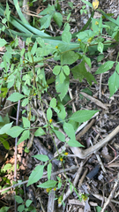 Bidens bipinnata
