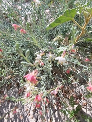 Oenothera suffrutescens