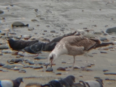 Larus dominicanus