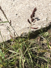 Echinochloa colona