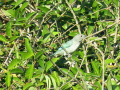 Thraupis sayaca