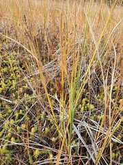 Carex rostrata