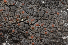 Fuscopannaria maritima