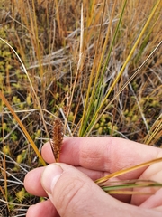 Carex rostrata