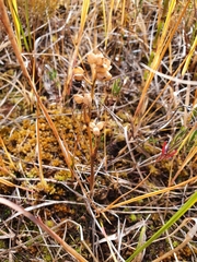 Scheuchzeria palustris