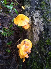 Hydnangiaceae