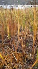 Scheuchzeria palustris