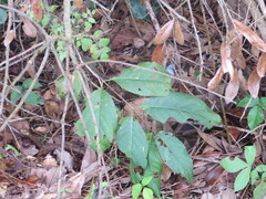 Cephalanthus occidentalis