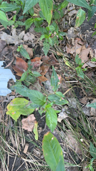 Caryophyllales