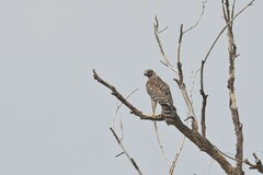 Buteo lineatus elegans
